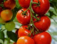 variedades de tomates para estufas