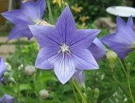 Platycodon grandiflora