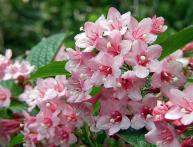 plantando e cuidando da weigela