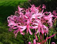 Nerine Bowden