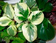 Peperomia magnoliafolia, características 