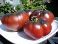 tomates carbono