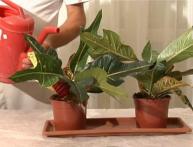 como replantar croton