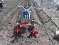 plantando batatas com um trator portátil