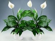 spathiphyllum ou felicidade feminina