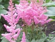 foto de astilbe superba