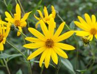 Floração de alcachofra de Jerusalém