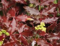 Mahonia