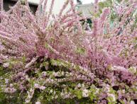 Espuma rosa amêndoa, plantio e cuidado