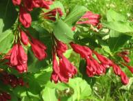 Weigela vermelho