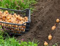 em que profundidade plantar batatas