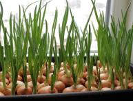 cultivando cebolas para verduras em casa