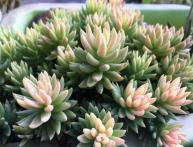 sedum reflexo