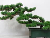 história da arte bonsai