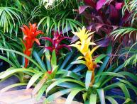 Transplante de Guzmania