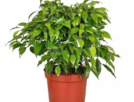 Ficus benjamina, porque as folhas ficam amarelas