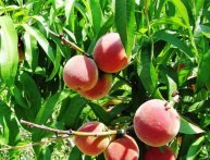 Como fazer crescer um pêssego de um caroço