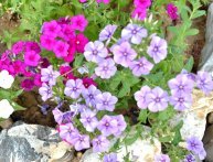 Phlox drummond crescendo a partir de sementes