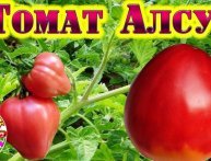 Tomate Alsou