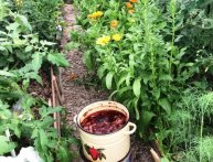 Fertilizante para mudas de tomate em casa