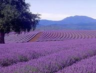 lavanda