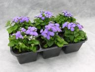 ageratum mexicano