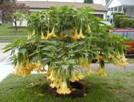 brugmansia