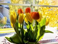 como plantar tulipas em casa