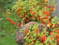 Physalis decorativa