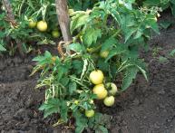 cultivo de tomates