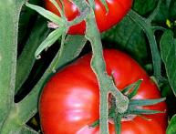 variedades de tomate