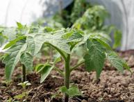 plantando tomate