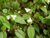 tradescantia de flor branca