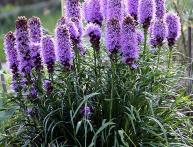 liatris crescendo