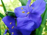 tradescantia