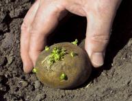 Plantando batatas