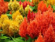 Celosia pinada