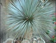 Yucca coracata