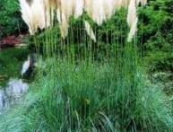 Cortaderia prata 