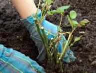 Plantando rosas na primavera