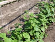 Cultivo de pepinos em terreno aberto