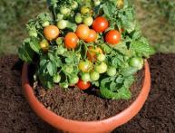 tomates de interior