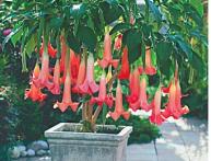 Cultivo de Brugmansia