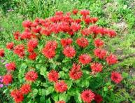 Monarda