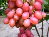 Uvas Anyuta