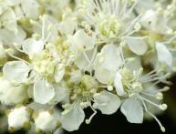 Meadowsweet