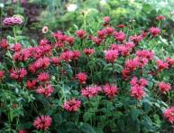 Monarda