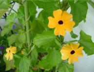 Thunbergia