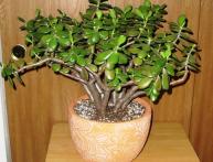 Crassula