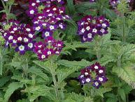 Verbena